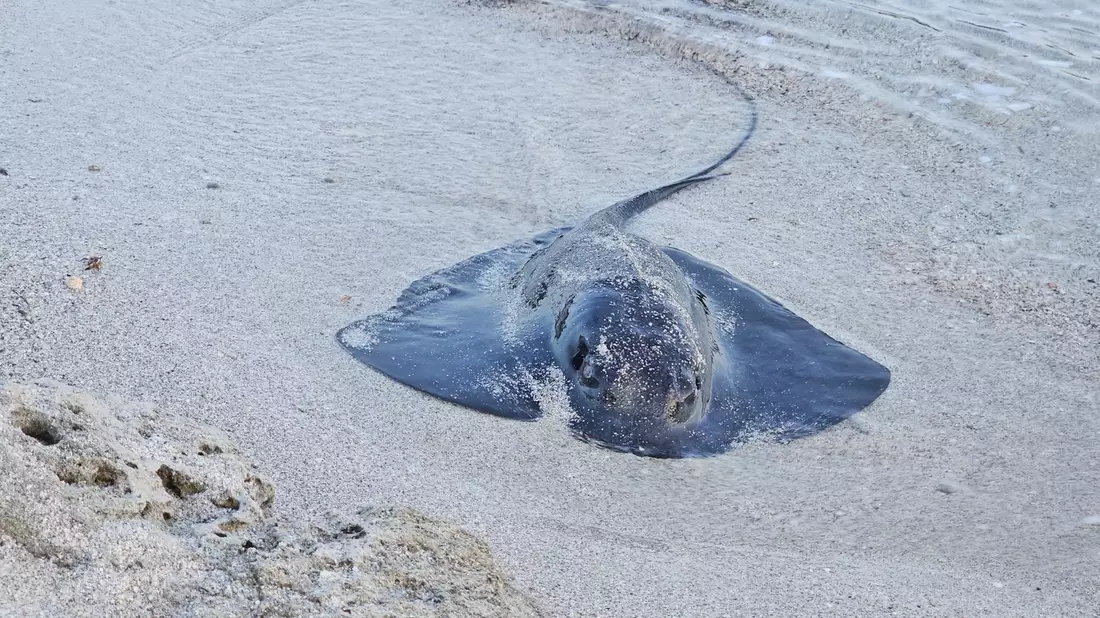 Viele Rochen verenden am Strand. (Foto Handout) - Bild: Palma Aquarium/dpa