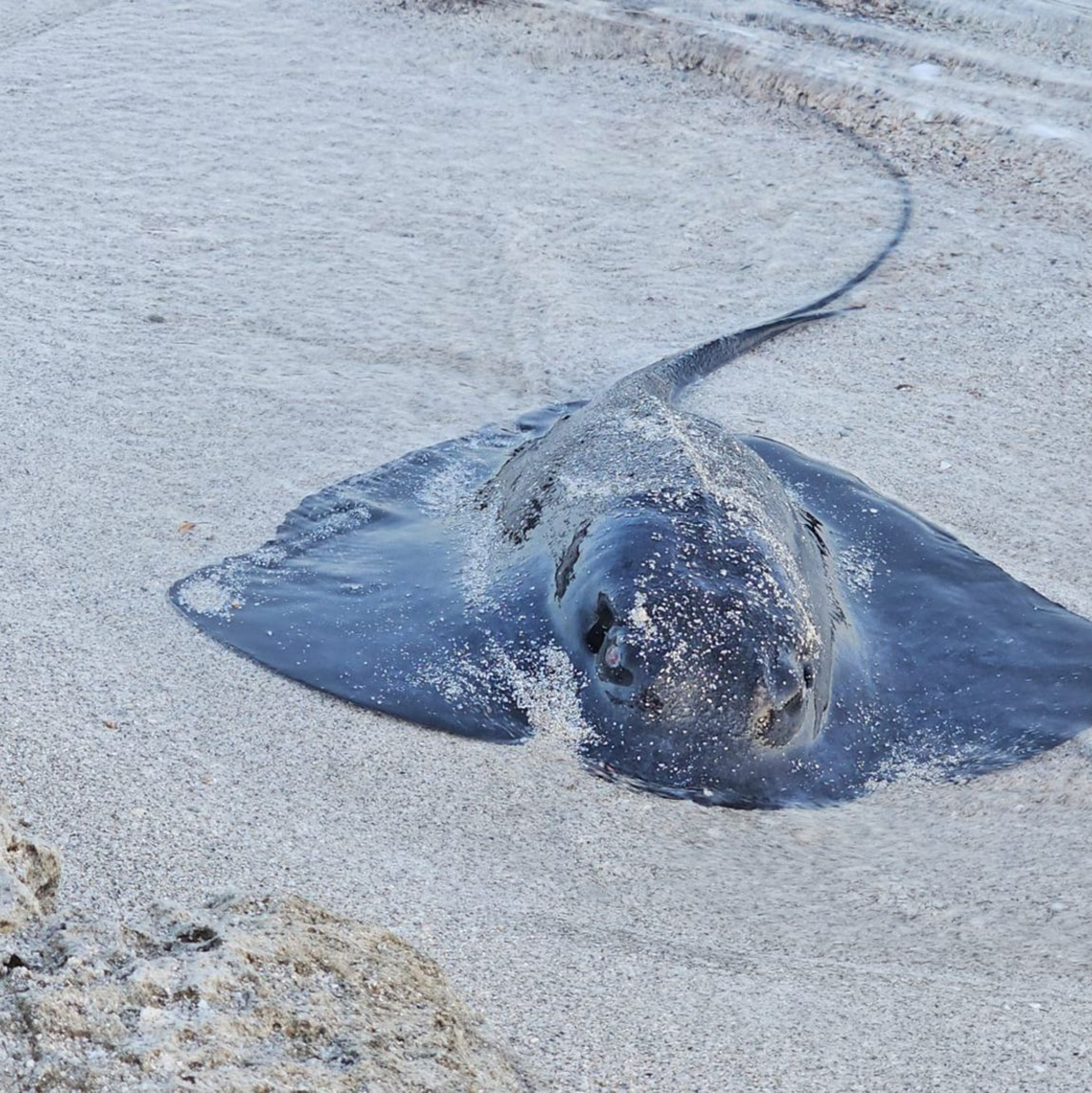 Viele Rochen verenden am Strand. (Foto Handout) - Foto: Palma Aquarium/dpa