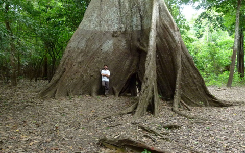 An Regenwaldbäumen ist zu erkennen, welche Spuren längst vergangene Regenfälle hinterlassen haben. - Foto: Bruno B L Cintra/University of Birmingham/dpa