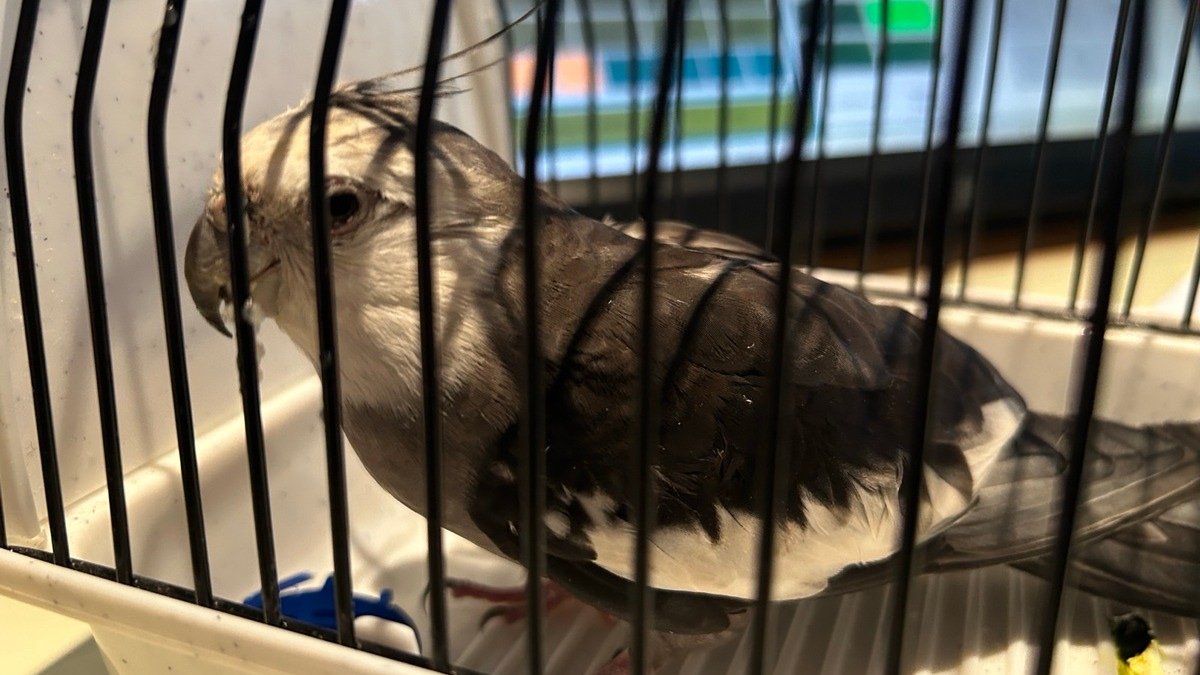 POL-PDMY: Nymphensittig zugeflogen / Besitzer gesucht - Foto: presseportal.de