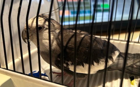 POL-PDMY: Nymphensittig zugeflogen / Besitzer gesucht - Foto: presseportal.de