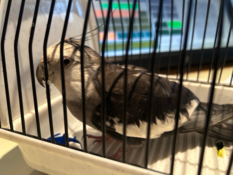 POL-PDMY: Nymphensittig zugeflogen / Besitzer gesucht - Foto: presseportal.de