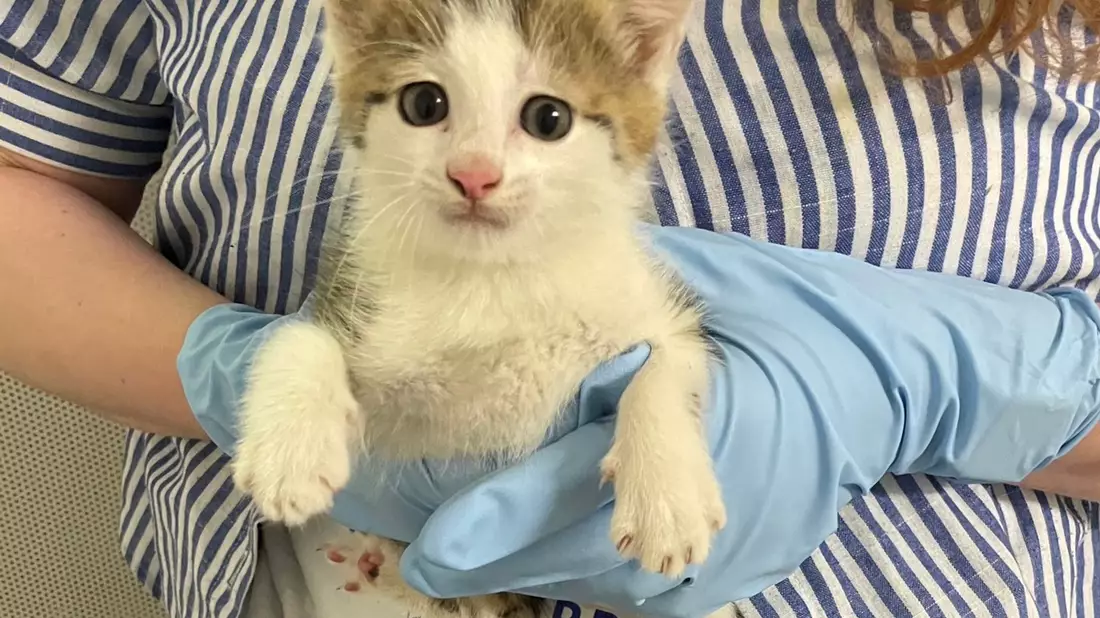 POL-DA: Lorsch: Katzenbaby sucht Zuflucht bei der Polizei - Bild: presseportal.de