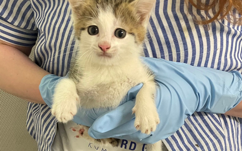 POL-DA: Lorsch: Katzenbaby sucht Zuflucht bei der Polizei - Foto: presseportal.de