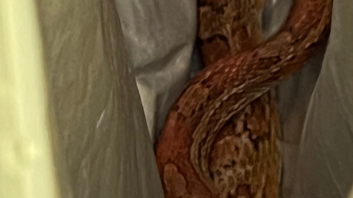 POL-FL: Schleswig: Polizisten als Schlangenfänger - Eigentümer gesucht - Foto: presseportal.de