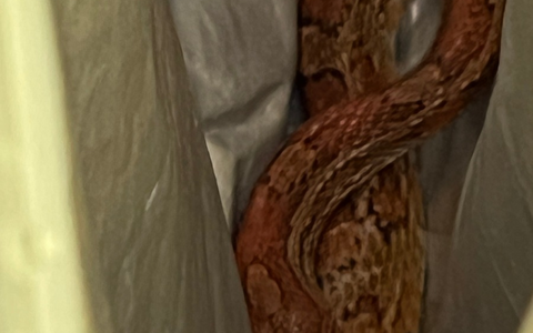 POL-FL: Schleswig: Polizisten als Schlangenfänger - Eigentümer gesucht - Foto: presseportal.de