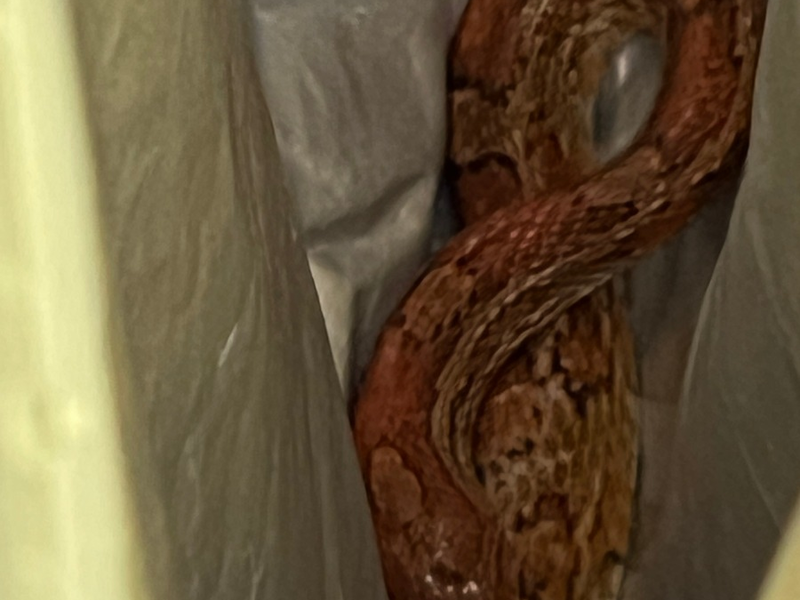 POL-FL: Schleswig: Polizisten als Schlangenfänger - Eigentümer gesucht - Foto: presseportal.de