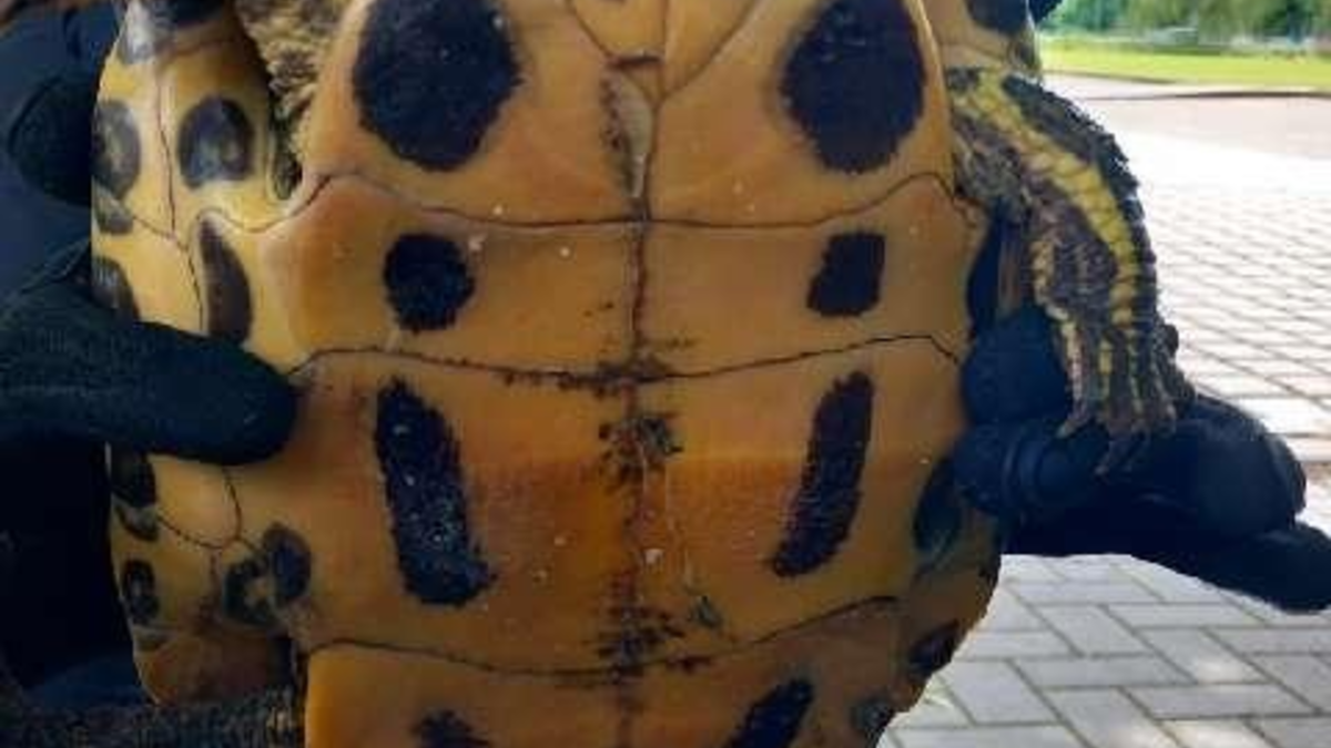 POL-HM: Eigentümer einer Fundschildkröte gesucht - Foto: presseportal.de