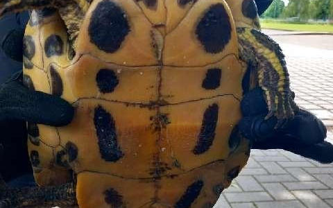 POL-HM: Eigentümer einer Fundschildkröte gesucht - Foto: presseportal.de