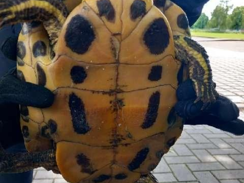 POL-HM: Eigentümer einer Fundschildkröte gesucht - Foto: presseportal.de