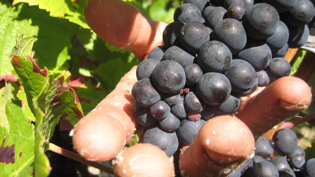 Die Weinlese in der Champagne ist Handarbeit. (Archivbild) - Bild: picture alliance / dpa