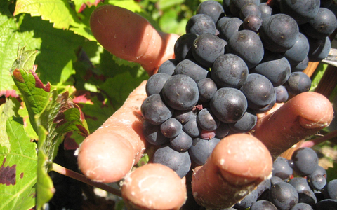 Die Weinlese in der Champagne ist Handarbeit. (Archivbild) - Foto: picture alliance / dpa
