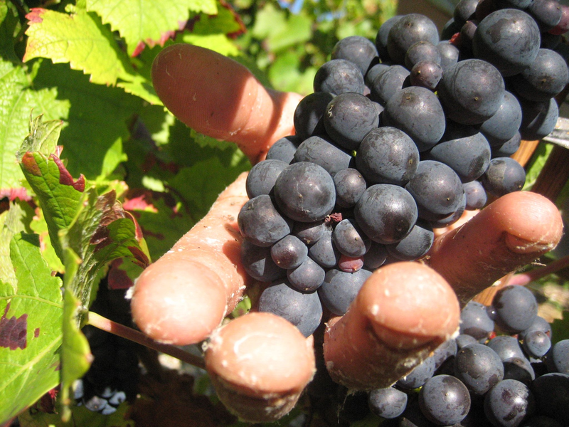 Die Weinlese in der Champagne ist Handarbeit. (Archivbild) - Foto: picture alliance / dpa