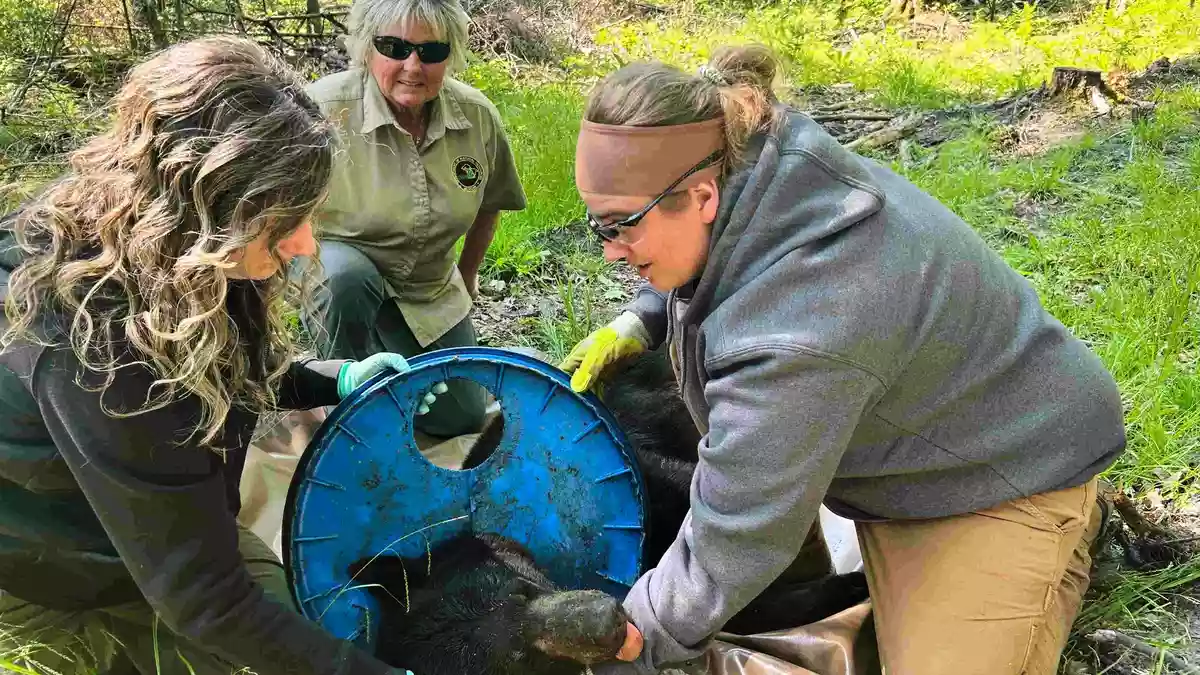 Abgesehen von Narben am Hals machte der Bär einen gesunden Eindruck. - Bild: Uncredited/Michigan Department of Natural Resources/AP/dpa