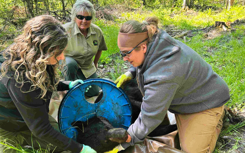 Abgesehen von Narben am Hals machte der Bär einen gesunden Eindruck. - Foto: Uncredited/Michigan Department of Natural Resources/AP/dpa