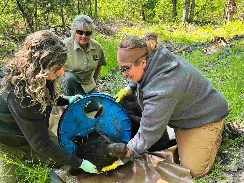 Abgesehen von Narben am Hals machte der Bär einen gesunden Eindruck. - Foto: Uncredited/Michigan Department of Natural Resources/AP/dpa