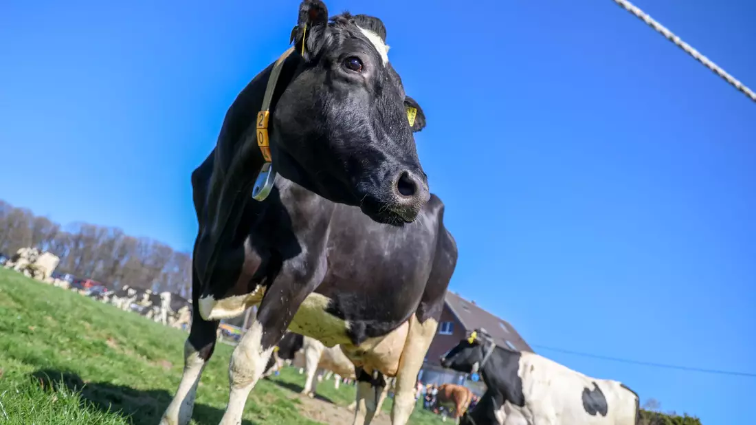 Aus einem Betrieb in Mecklenburg-Vorpommern wurde Bullensperma gestohlen. (Symbolbild) - Bild: Christoph Reichwein/dpa