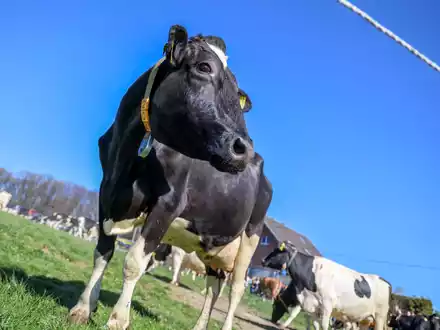Aus einem Betrieb in Mecklenburg-Vorpommern wurde Bullensperma gestohlen. (Symbolbild) - Foto: Christoph Reichwein/dpa