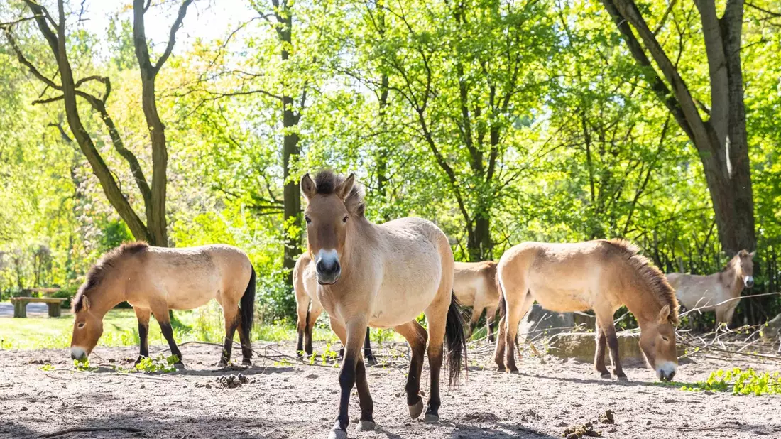 Dem Staatsziel Artenschutz verpflichtet: Wie Zoos die Biodiversität retten / VdZ-Jahrestagung und Zoo- und Wildtier-Forum - Bild: presseportal.de