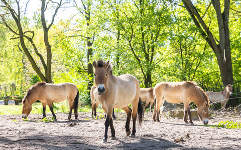 Dem Staatsziel Artenschutz verpflichtet: Wie Zoos die Biodiversität retten / VdZ-Jahrestagung und Zoo- und Wildtier-Forum - Foto: presseportal.de