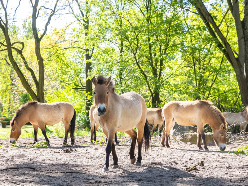 Dem Staatsziel Artenschutz verpflichtet: Wie Zoos die Biodiversität retten / VdZ-Jahrestagung und Zoo- und Wildtier-Forum - Foto: presseportal.de