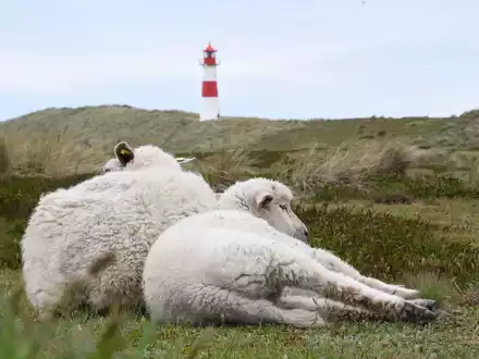 Der Goldschakal, der auf Sylt Dutzende Lämmer gerissen hat, darf wieder gejagt werden (Archivbild). - Foto: Lea Sarah Albert/dpa