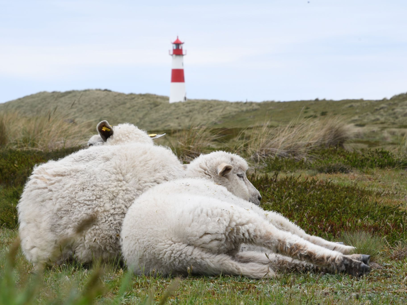 Der Goldschakal, der auf Sylt Dutzende Lämmer gerissen hat, darf wieder gejagt werden (Archivbild). - Foto: Lea Sarah Albert/dpa