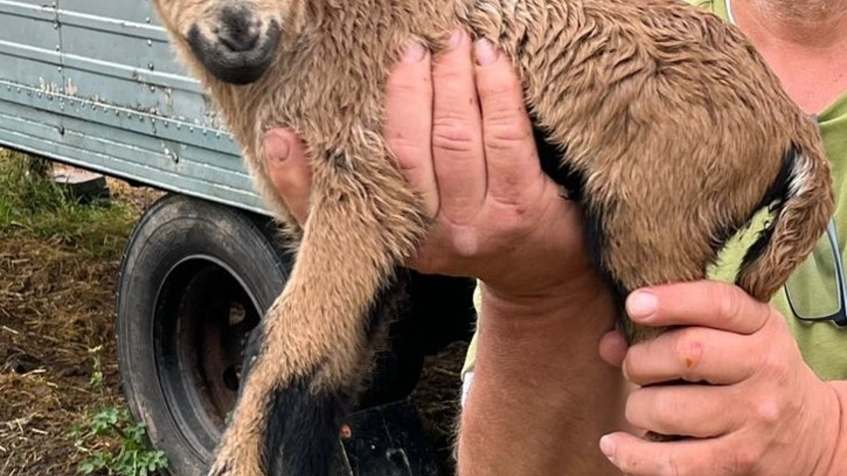 POL-PDWIL: wiederholter Diebstahl eines Kamerunschafs - Foto: presseportal.de