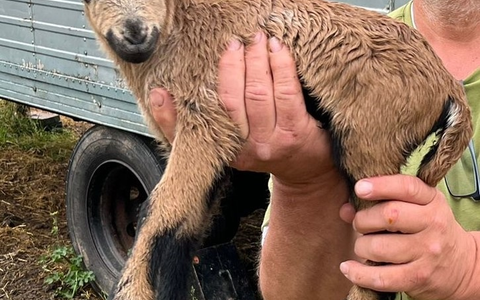 POL-PDWIL: wiederholter Diebstahl eines Kamerunschafs - Foto: presseportal.de