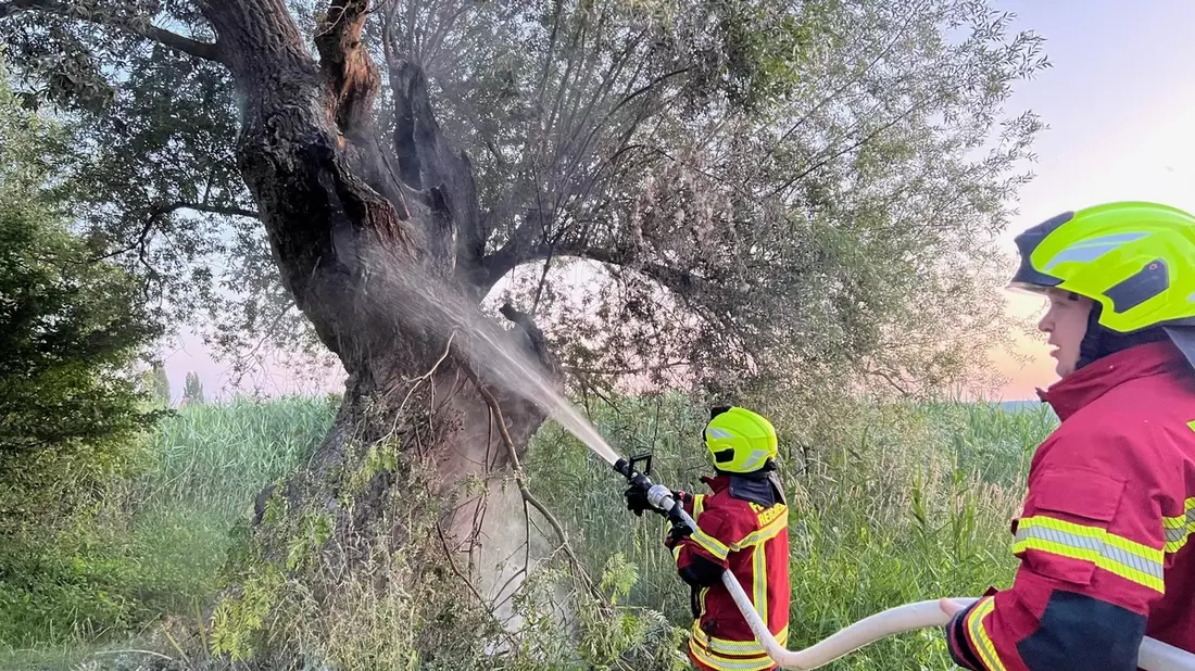 FW Reichenau: Brennender Baum konnte gelöscht werden, 20.06.2024, Reichenau-Mittelzell - Bild: presseportal.de