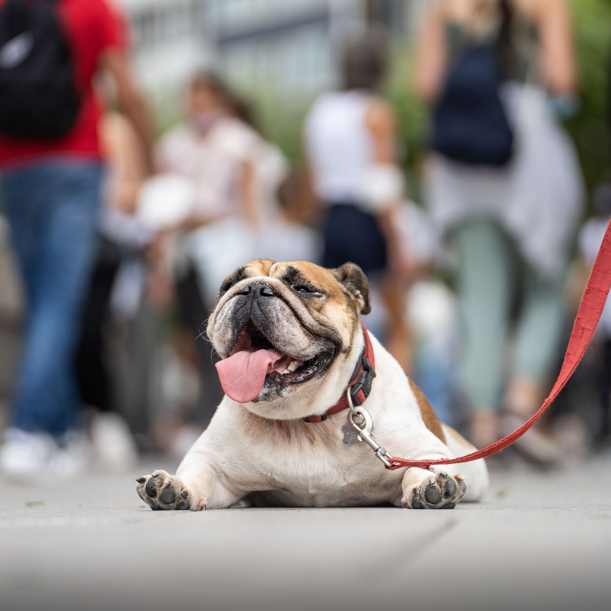 Wo ist der nächste Schattenplatz? Bei bis zu 37 Grad eine wichtige Frage. - Foto: Frank Rumpenhorst/dpa/dpa-tmn