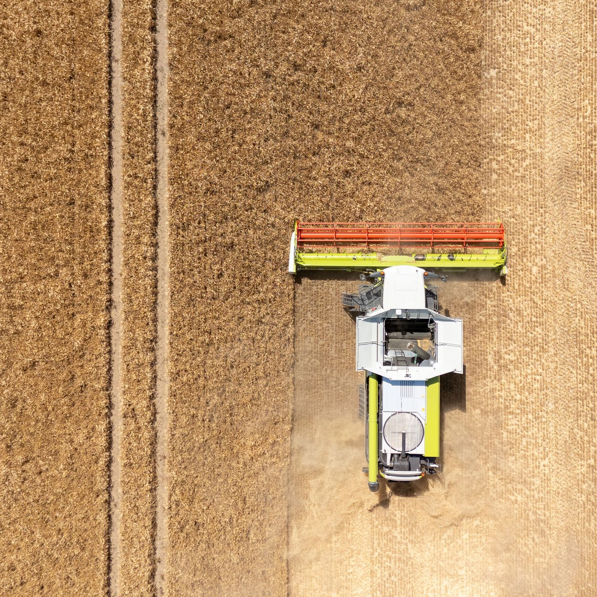 Die Landwirte hoffen nach einem trockenen Frühjahr auf eine durchschnittliche Ernte. (Archivbild) - Foto: Sebastian Kahnert/dpa