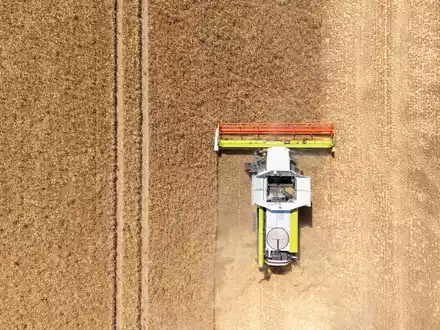 Die Landwirte hoffen nach einem trockenen Frühjahr auf eine durchschnittliche Ernte. (Archivbild) - Foto: Sebastian Kahnert/dpa