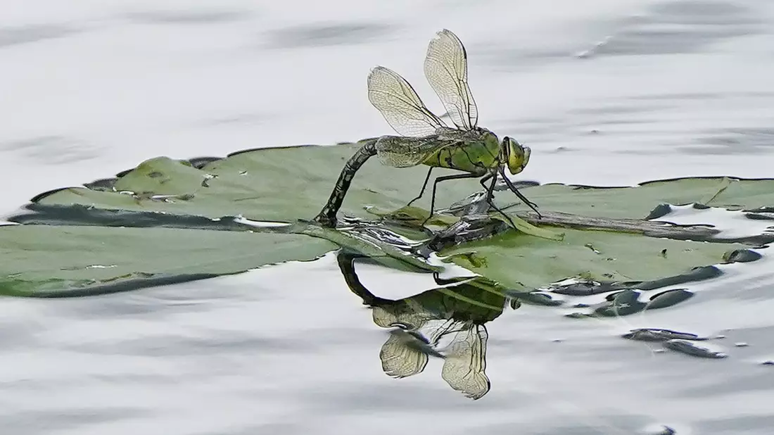 Für Insekten sind Pyrethroide, die unter anderem in Pflanzenschutzmitteln stecken, besonders gefährlich. (Archivbild) - Bild: Niall Carson/PA Wire/dpa