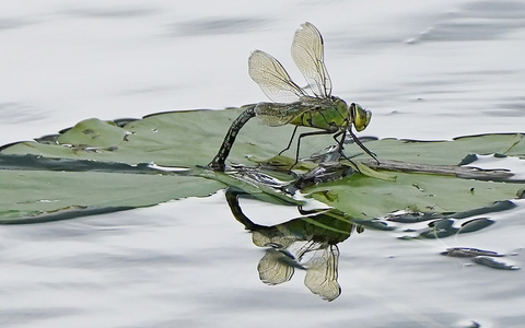 Für Insekten sind Pyrethroide, die unter anderem in Pflanzenschutzmitteln stecken, besonders gefährlich. (Archivbild) - Foto: Niall Carson/PA Wire/dpa