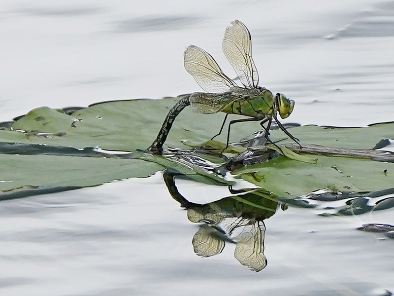 Für Insekten sind Pyrethroide, die unter anderem in Pflanzenschutzmitteln stecken, besonders gefährlich. (Archivbild) - Foto: Niall Carson/PA Wire/dpa