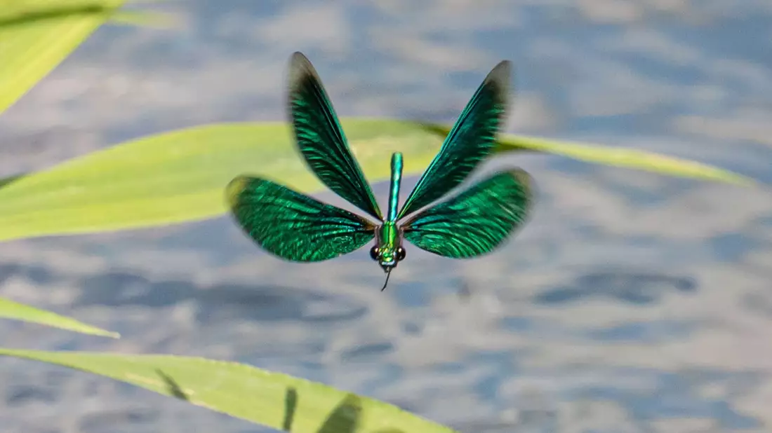 Die Larven der Libellen entwickeln sich im Wasser. (Archivbild) - Bild: Frank Rumpenhorst/dpa