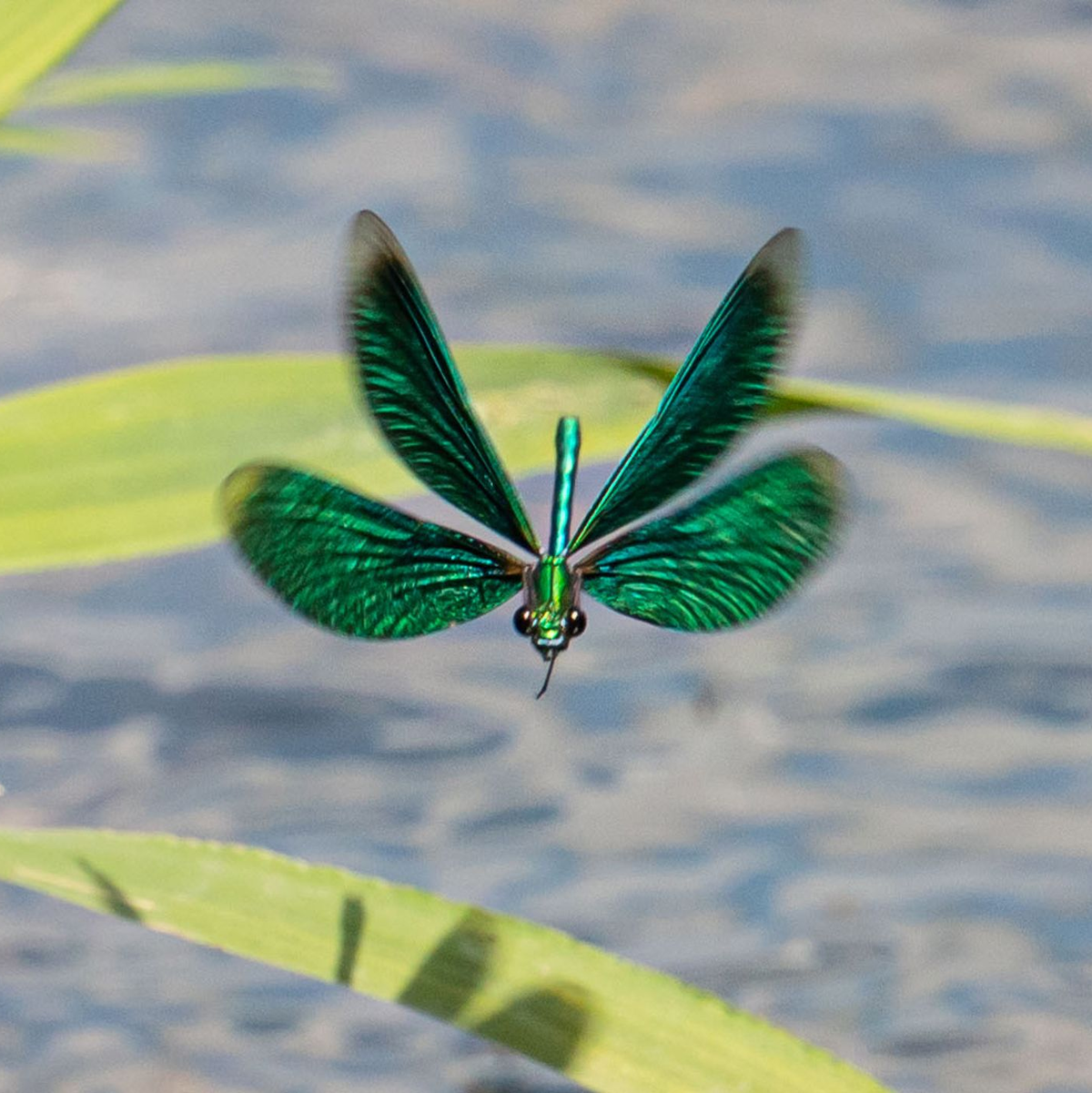 Die Larven der Libellen entwickeln sich im Wasser. (Archivbild) - Foto: Frank Rumpenhorst/dpa