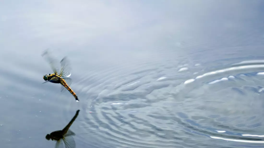 Die Larven der Libellen leben meist am Gewässergrund oder zwischen Wasserpflanzen. (Archivbild) - Bild: Jens Büttner/dpa-Zentralbild/ZB