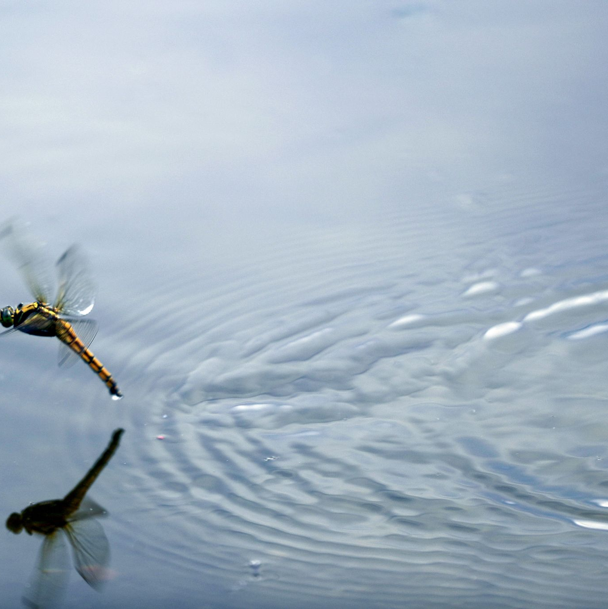 Die Larven der Libellen leben meist am Gewässergrund oder zwischen Wasserpflanzen. (Archivbild) - Foto: Jens Büttner/dpa-Zentralbild/ZB