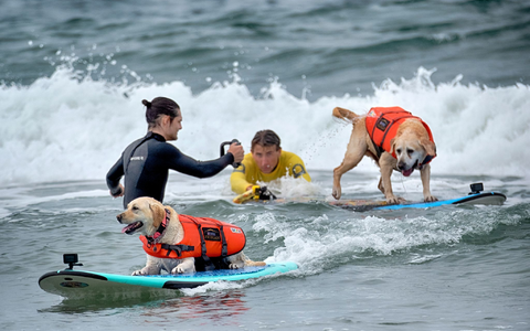 Faith ist taub und halb erblindet, stürzte sich aber trotzdem mutig in die Wellen. - Foto: Richard Vogel/AP/dpa Faith ist taub und halb erblindet, stürzte sich aber trotzdem mutig in die Wellen. - Foto: Richard Vogel/AP/dpa