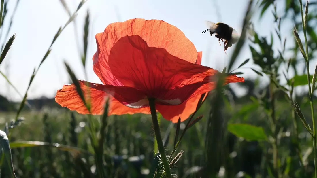 Am Wochenende scheint oft die Sonne. - Bild: Sebastian Willnow/dpa