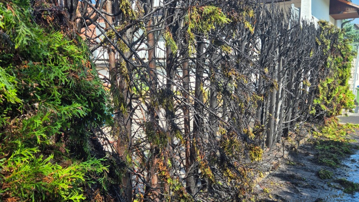 FW Ense: Brennende Hecke - Gebäude in Gefahr - Foto: presseportal.de