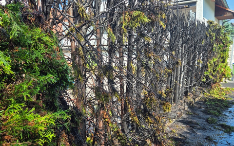FW Ense: Brennende Hecke - Gebäude in Gefahr - Foto: presseportal.de