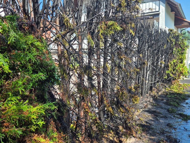 FW Ense: Brennende Hecke - Gebäude in Gefahr - Foto: presseportal.de