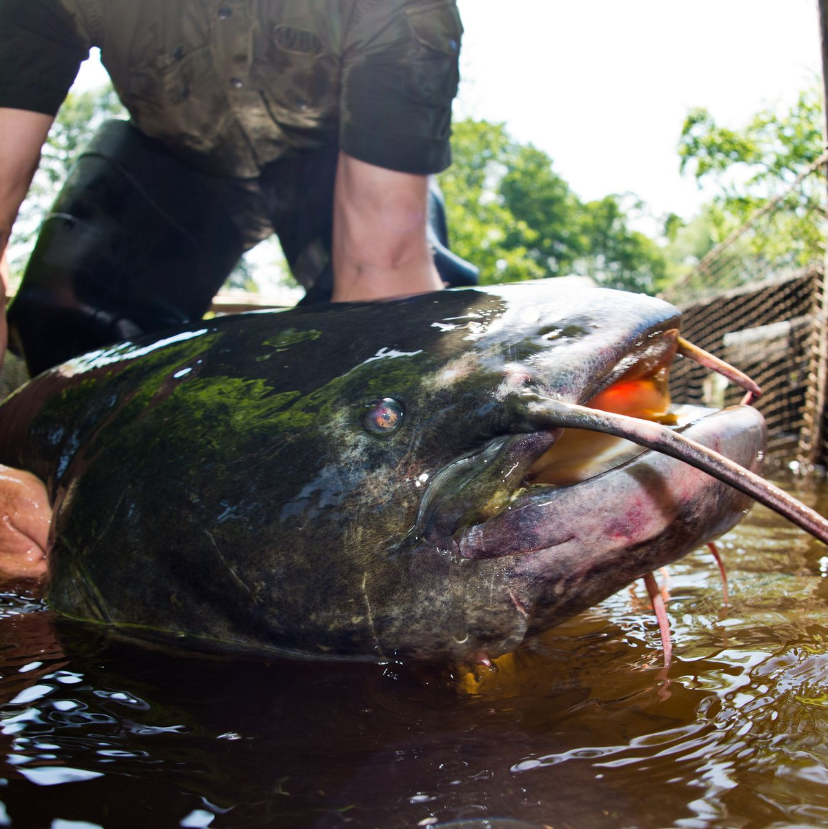 Ein Riesenwels ähnlich wie dieser hat in Bayern fünf Badegäste verletzt. (Symbolbild)  - Foto: Patrick Pleul/dpa-Zentralbild/dpa