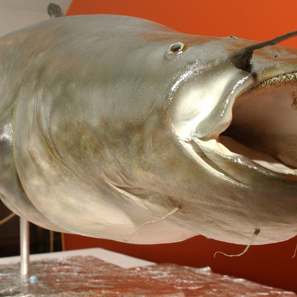 Der unter dem Namen «Killerwels Kuno» bekannt gewordene 1,62 Meter lange und 79 Kilogramm schwere präparierte Wels sorgte vor über 20 Jahren in einem Teich in Mönchengladbach für Aufruhr, danach kam er ins Städtische Museum Schloss Rheyd. (Archivbild) - Foto: Horst Ossinger/dpa