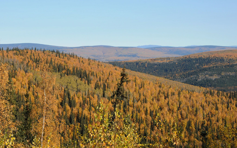 Das Gedankenexperiment eines Forschungsteams zeigt die Tücken der Aufforstung. - Foto: Finn Huwald/dpa-tmn