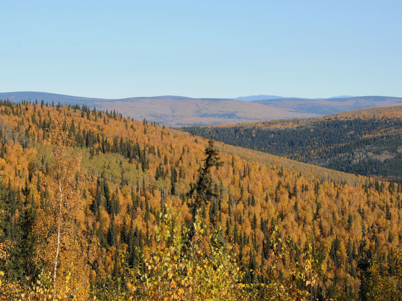 Das Gedankenexperiment eines Forschungsteams zeigt die Tücken der Aufforstung. - Foto: Finn Huwald/dpa-tmn