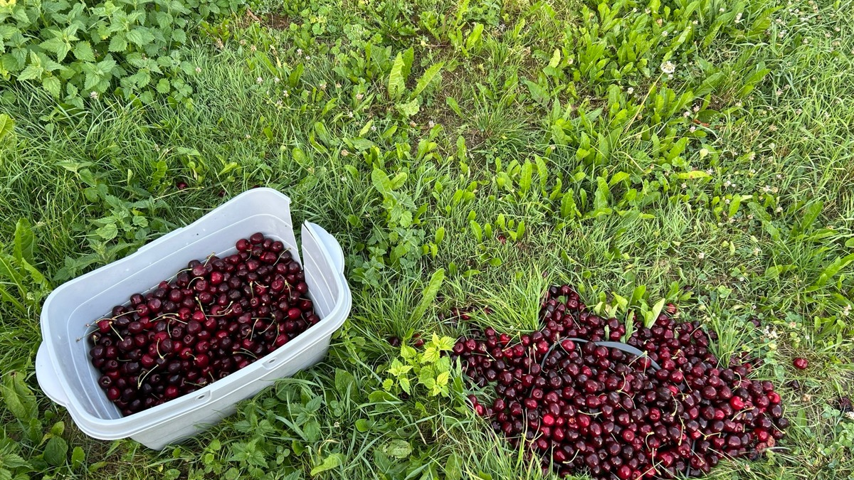 POL-PDKO: Mülheim-Kärlich - Diebstahl von Kirschen - Foto: presseportal.de
